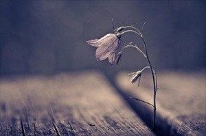 dying-flower.jpg